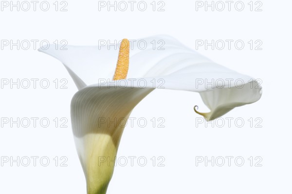Indoor calla or calla (Zantedeschia aethiopica), flower against a white background, Algarve,