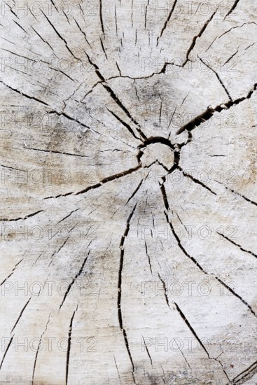 Black poplar or Saar tree (Populus nigra), cross-section of the trunk, North Rhine-Westphalia,