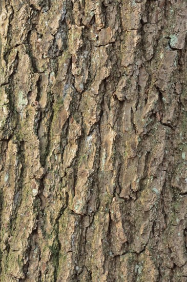 English oak (Quercus robur, Quercus pedunculata), bark detail, North Rhine-Westphalia, Germany