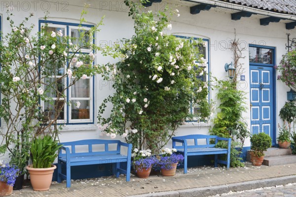 House with benches and blooming rose bushes, 'Little Amsterdam of the North' Friedrichstadt, North