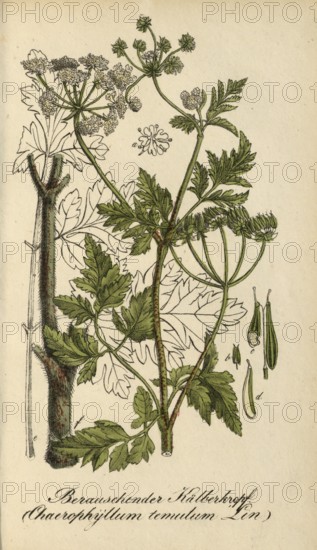 European poisonous plants, hedge calfweed, Chaerophyllum temulum, authentic, digitally restored