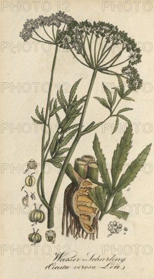 European poisonous plants, water hemlock, Cicuta virosa, authentic, digitally restored reproduction