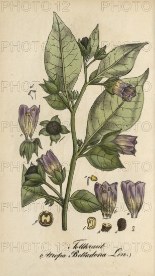 European poisonous plants, black belladonna, Atropa belladonna, authentic, digitally restored