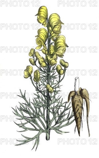 European poisonous plants, poisonous aconite, Aconite anthora, digitally restored reproduction from