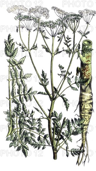 European poisonous plants, spotted hemlock, Conium maculatum, digitally restored reproduction from