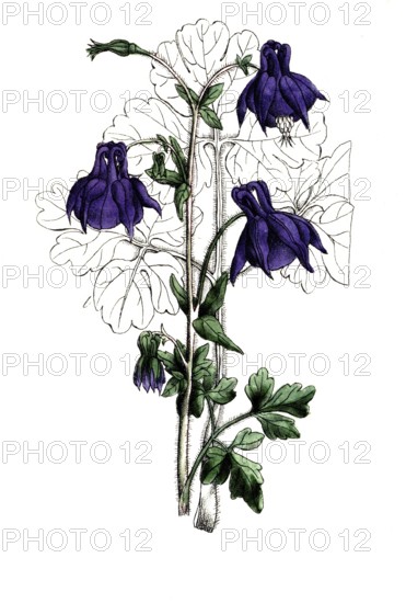 European poisonous plants, common columbine or common columbine, Aquilegia vulgaris, digitally