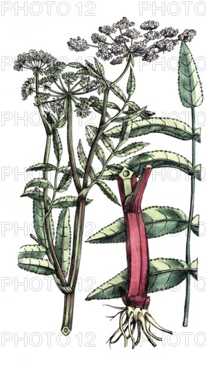 European poisonous plants, Sium latifolium L, broad-leaved Merk, digitally restored reproduction
