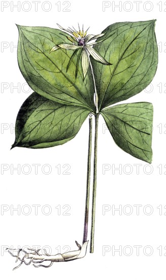 European poisonous plants, four-leaf berry, Paris quadrifolia, digitally restored reproduction from