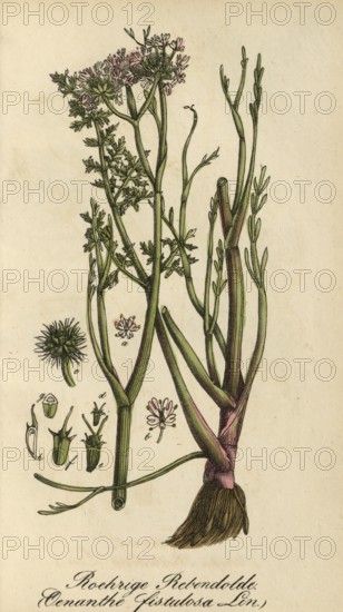 European poisonous plants, Oenanthe fistulosa, authentic, digitally restored reproduction from a