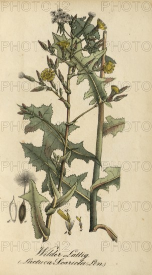 European poisonous plants, prickly lettuce, Lactuca serriola, authentic, digitally restored