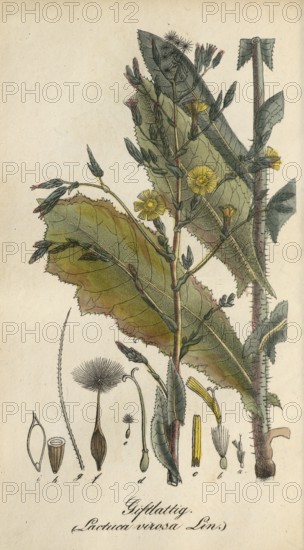 European poisonous plants, poisonous lettuce, Lactuca virosa, authentic, digitally restored
