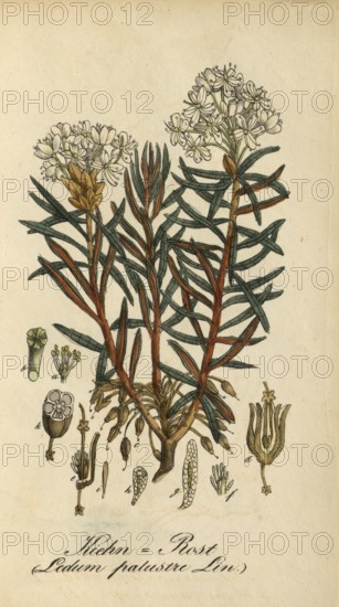 European poisonous plants, swamp pore, Rhododendron tomentosum, Ledum palustre, authentic,