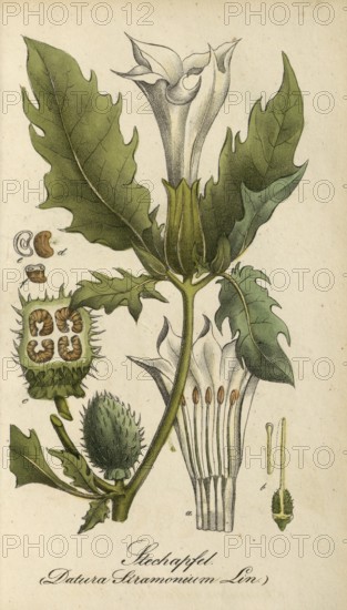 European poisonous plants, Jimson Weed, Datura stramonium, authentic, digitally restored