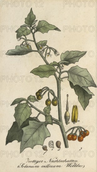European poisonous plants, Yellow-fruited solanum physalifolium or Red-fruited nightshade, Solanum