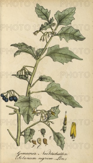 European poisonous plants, European Black Nightshade or Black Nightshade, Solanum nigrum,