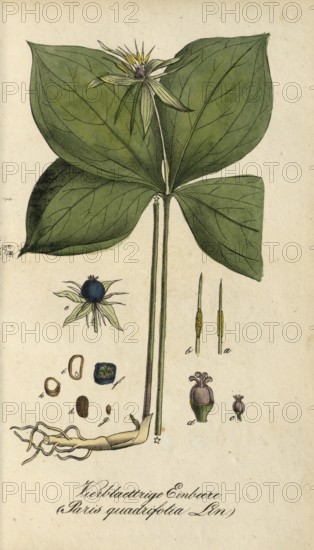 European poisonous plants, four-leaved huckleberry, Paris quadrifolia, authentic, digitally