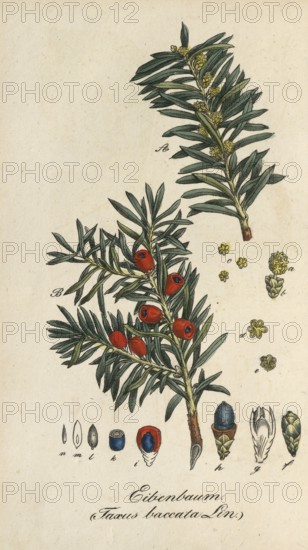 English yew, Taxus baccata, authentic, digitally restored reproduction from a 19th century