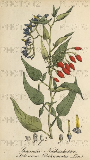European poisonous plants, bittersweet nightshade, Solanum dulcamara, authentic, digitally restored
