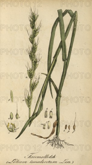 European poisonous plants, staggering lolc, Lolium temulentum, also known as dizzy grass or dizzy