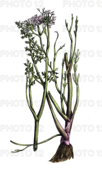European poisonous plants, Roehriger Wasserfenche, Oenanthe fistulosa, digitally restored