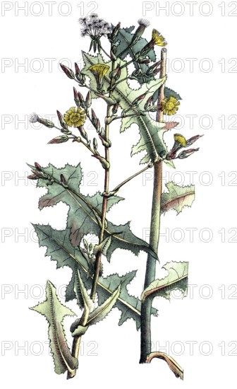 European poisonous plants, spiny lettuce, Lactuca serriola, digitally restored reproduction from a
