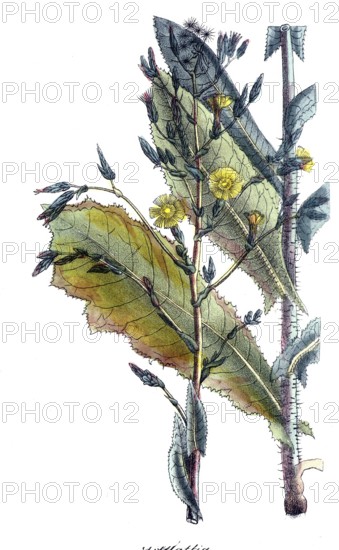 European poisonous plants, venomous lettuce, Lactuca virosa, digitally restored reproduction from a