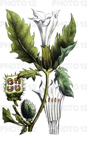European poisonous plants, common holly apple, Datura stramonium, digitally restored reproduction
