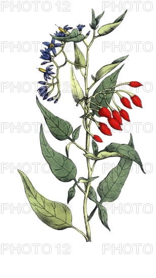 European poisonous plants, bittersweet nightshade, Solanum dulcamara, digitally restored
