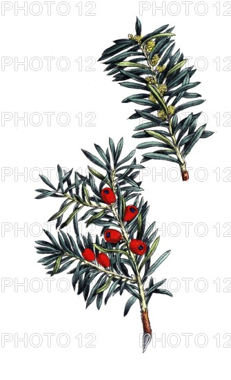 European poisonous plants, yew, Taxus baccata, digitally restored reproduction from a 19th century
