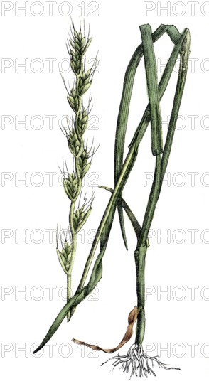 European poisonous plants, tumbling lolc, Lolium temulentum, also smoking grass or vertigo wheat,