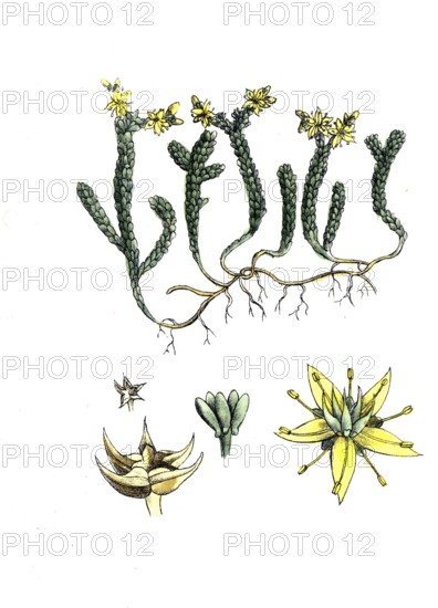 European poisonous plants, hot stonecrop, sedum acre, digitally restored reproduction from a 19th