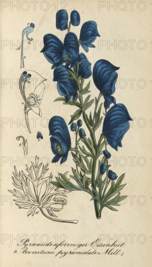 European poisonous plants, Aconitum pyramidale, aconite species with pyramidal inflorescence,