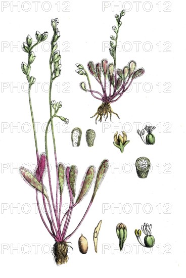 European poisonous plants, long-leaf sundew, Drosera anglica, Drosera longifolia, digitally