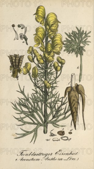European poisonous plants, poison aconite, Aconitum anthora, authentic, digitally restored