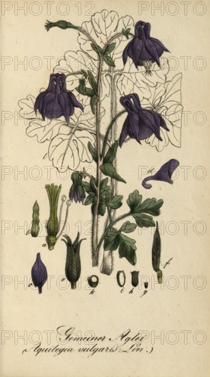 European poisonous plants, European columbine or common columbine, Aquilegia vulgaris, authentic,