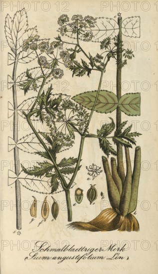 European poisonous plants, Sium angustifolium L. Berle, Berula erecta, authentic, digitally