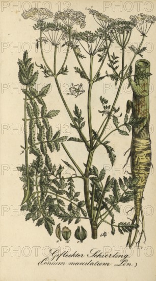 European poisonous plants, spotted hemlock, Conium maculatum, authentic, digitally restored