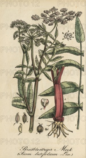 European poisonous plants, Sium latifolium L, Sium latifolium, authentic, digitally restored