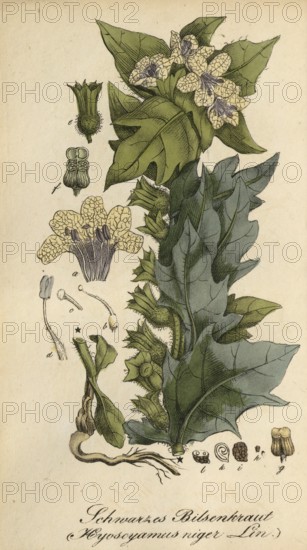 European poisonous plants, Black henbane, Hyoscyamus niger, authentic, digitally restored