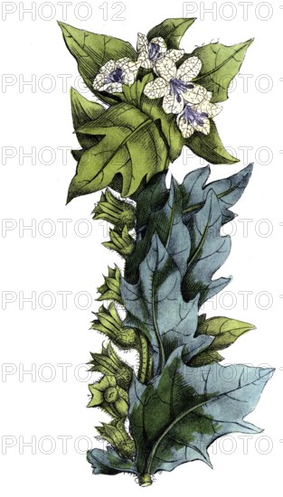 European poisonous plants, black henwort, Hyoscyamus niger, digitally restored reproduction from a