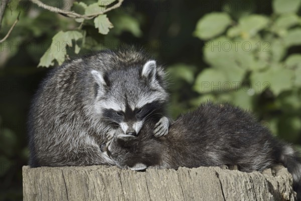 Raccoon (Procyon lotor) with young, North Rhine-Westphalia, Germany