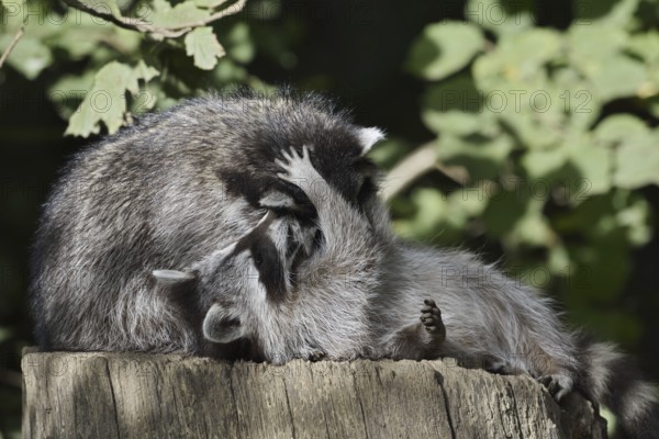 Raccoon (Procyon lotor) playing with young, North Rhine-Westphalia, Germany