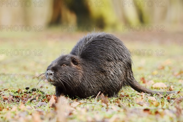 Nutria or swamp beaver (Myocastor coypus) on the shore, North Rhine-Westphalia, Germany, neozoon in