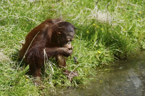 Bornean orangutan (Pongo pygmaeus), young animal drinking water from a pond, captive, endemic to