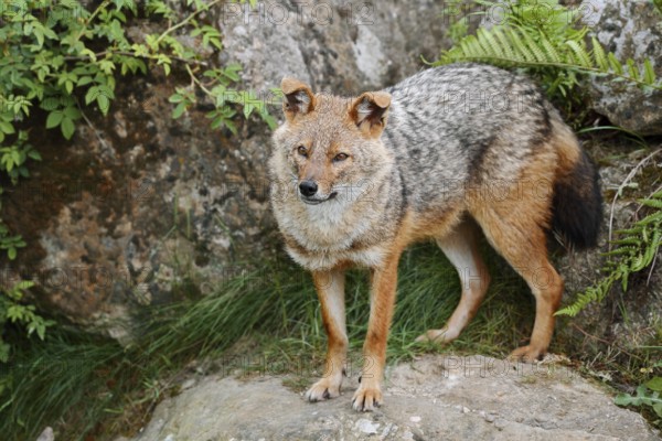 Golden jackal (Canis aureus), captive, occurring in Europe and Asia