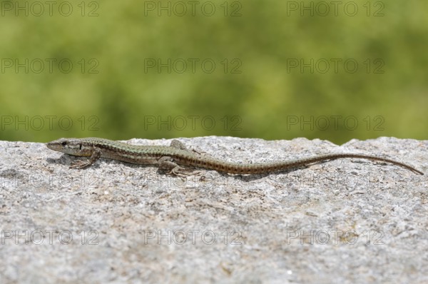 Podarcis hispanicus or Iberian wall lizard (Podarcis hispanicus), Algarve, Portugal