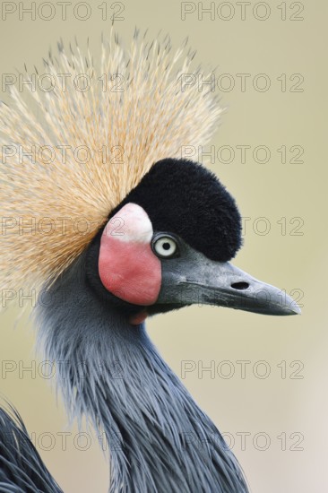 Black crowned crane or Black-necked crane (Balearica pavonina), portrait, captive, occurring in