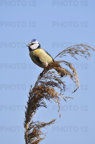 Blue tit (Cyanistes caeruleus, Parus caeruleus) sitting on reeds (Phragmites australis), North