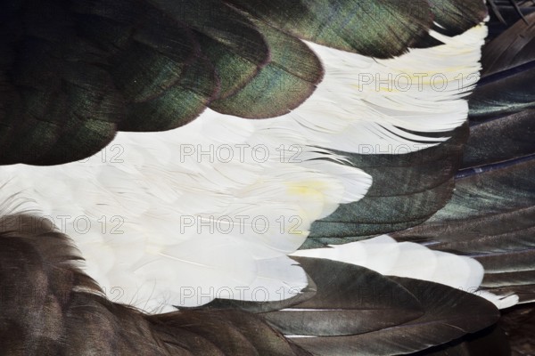 Muscovy duck (Cairina moschata), plumage detail of drake, North Rhine-Westphalia, Germany