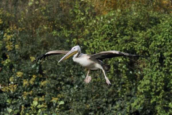 Pink pelican (Pelecanus onocrotalus), immature, flying, Greece
